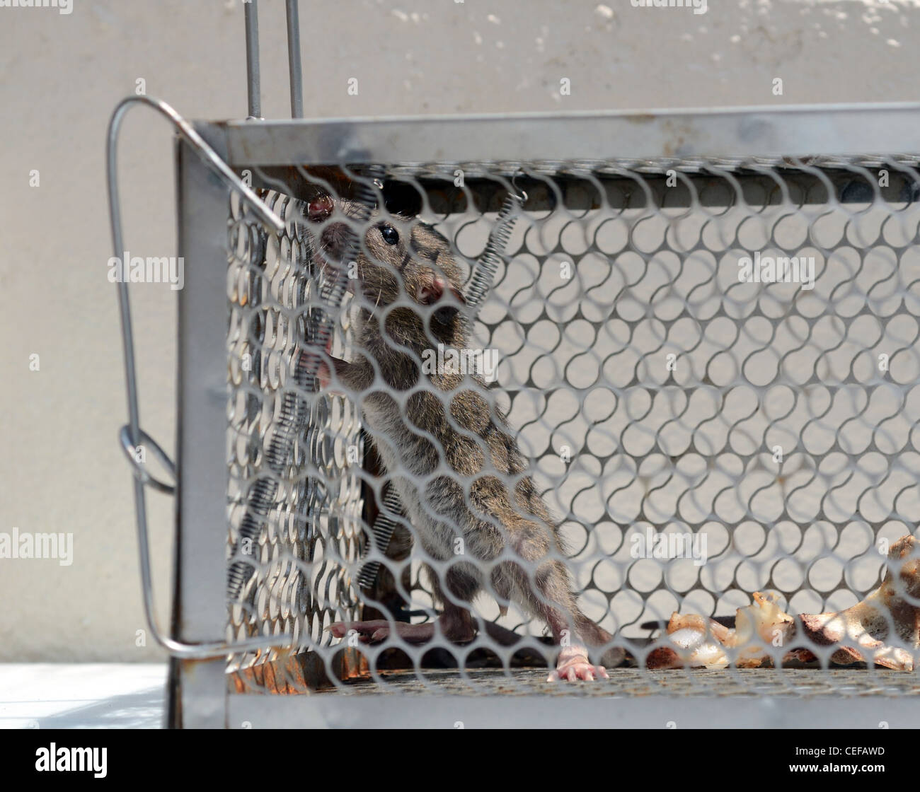 Rat caught in trap hires stock photography and images Alamy