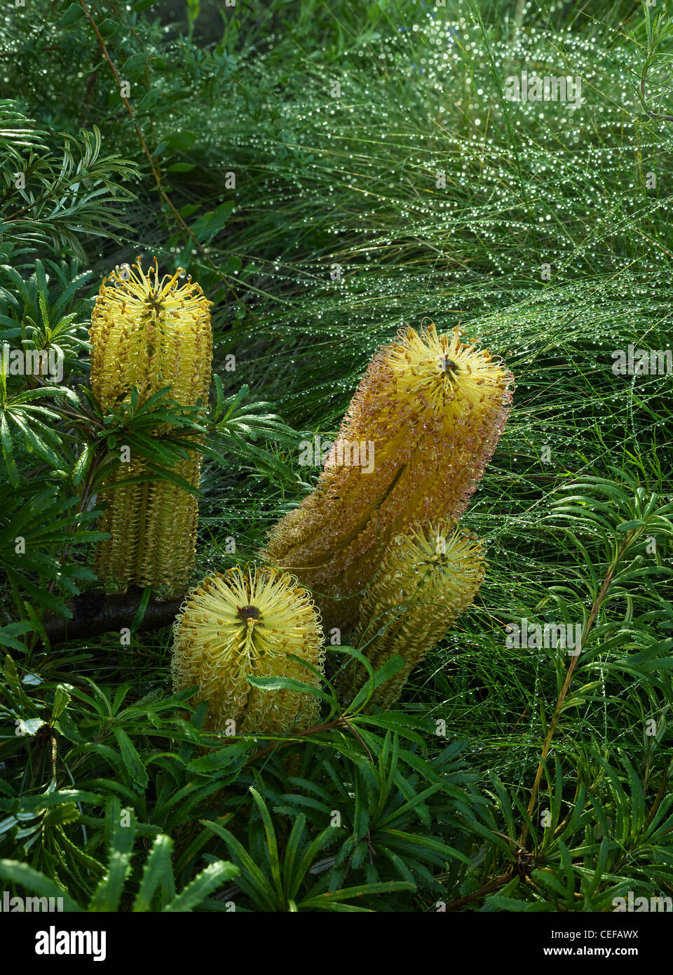 Banksia spinulosa in flower Stock Photo
