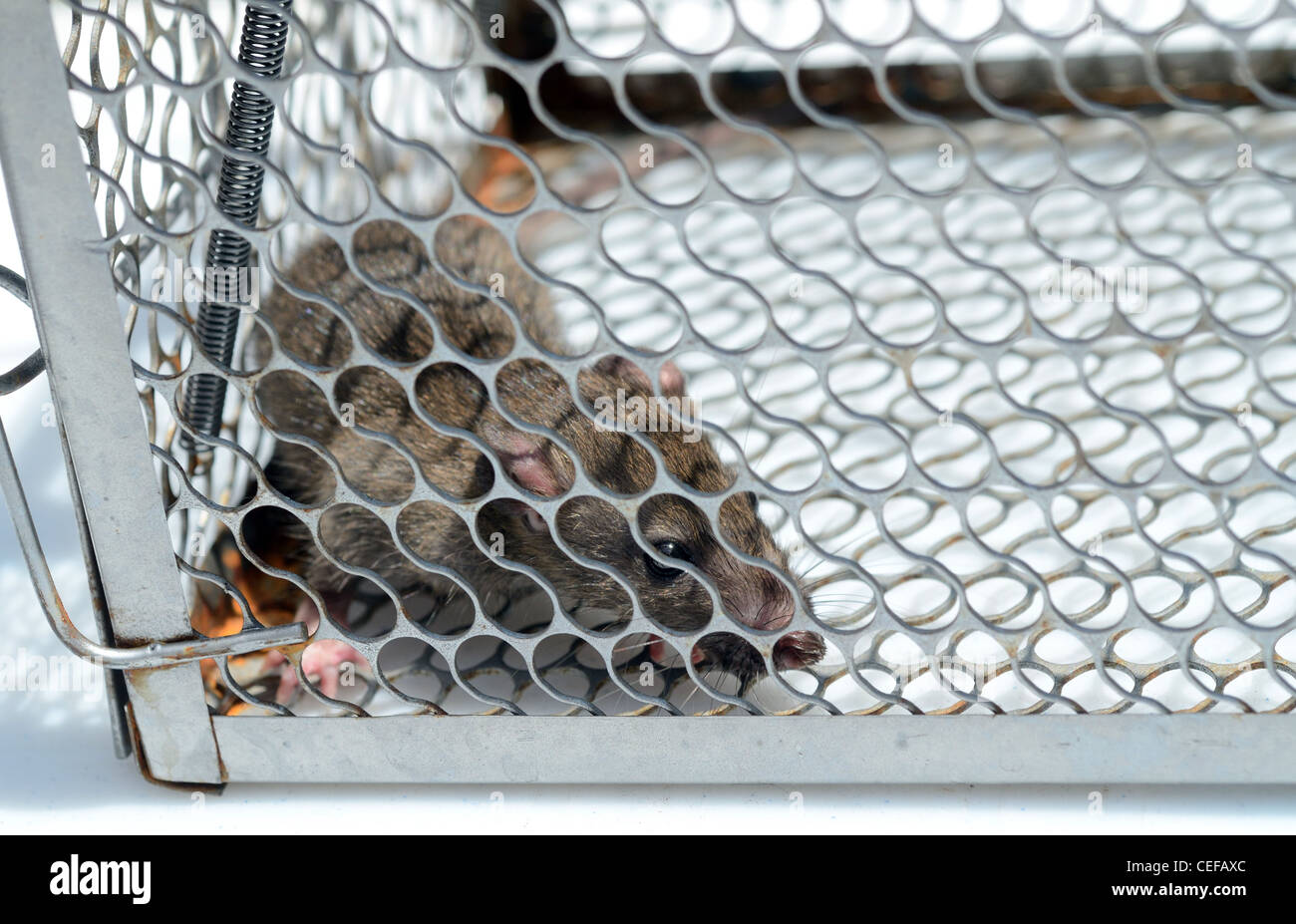 Rat caught in mousetrap Stock Photo Alamy