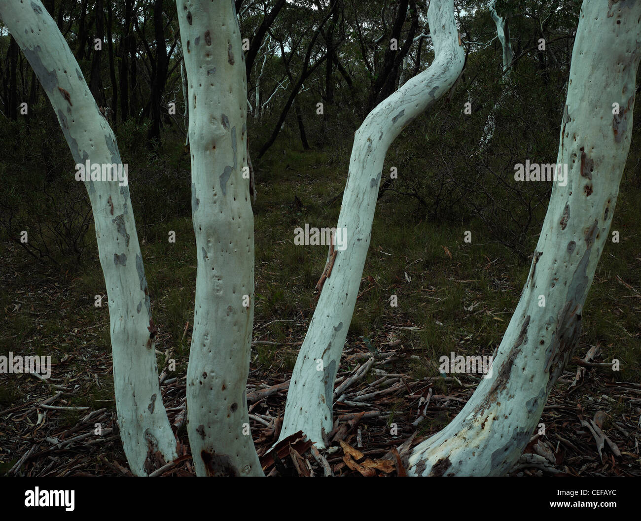 Scribbly gum trunks which have grown from same base / lignotuber, Morton National Park, NSW Australia Stock Photo