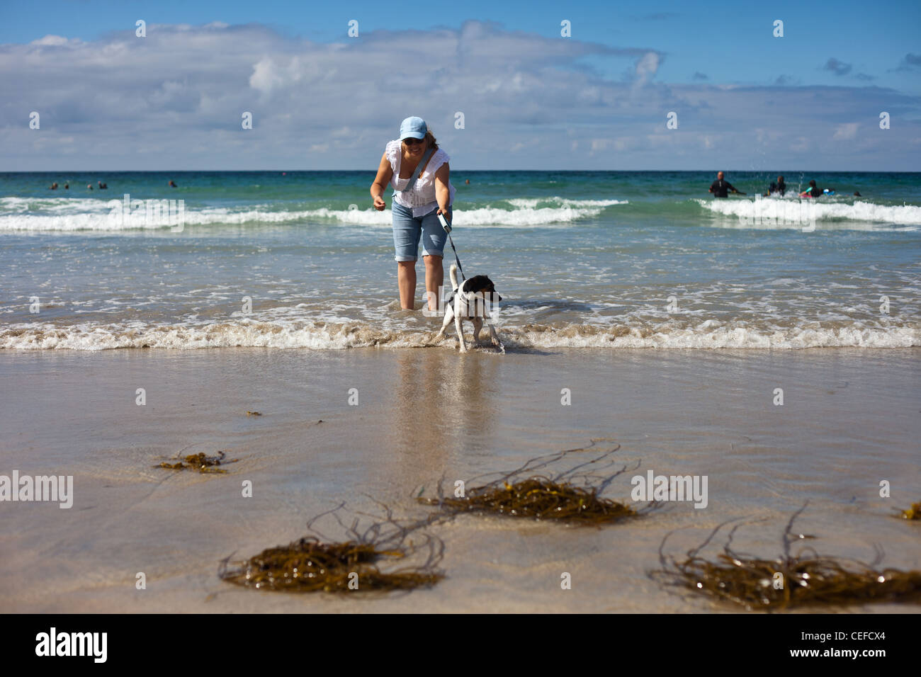 Lady walking dog on beach, dog doesn't like the water, walking dog on lead, tri colored jack