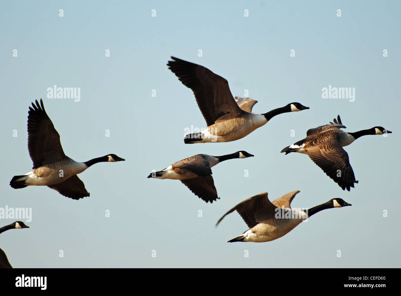 A Flock of Canada Geese Stock Photo