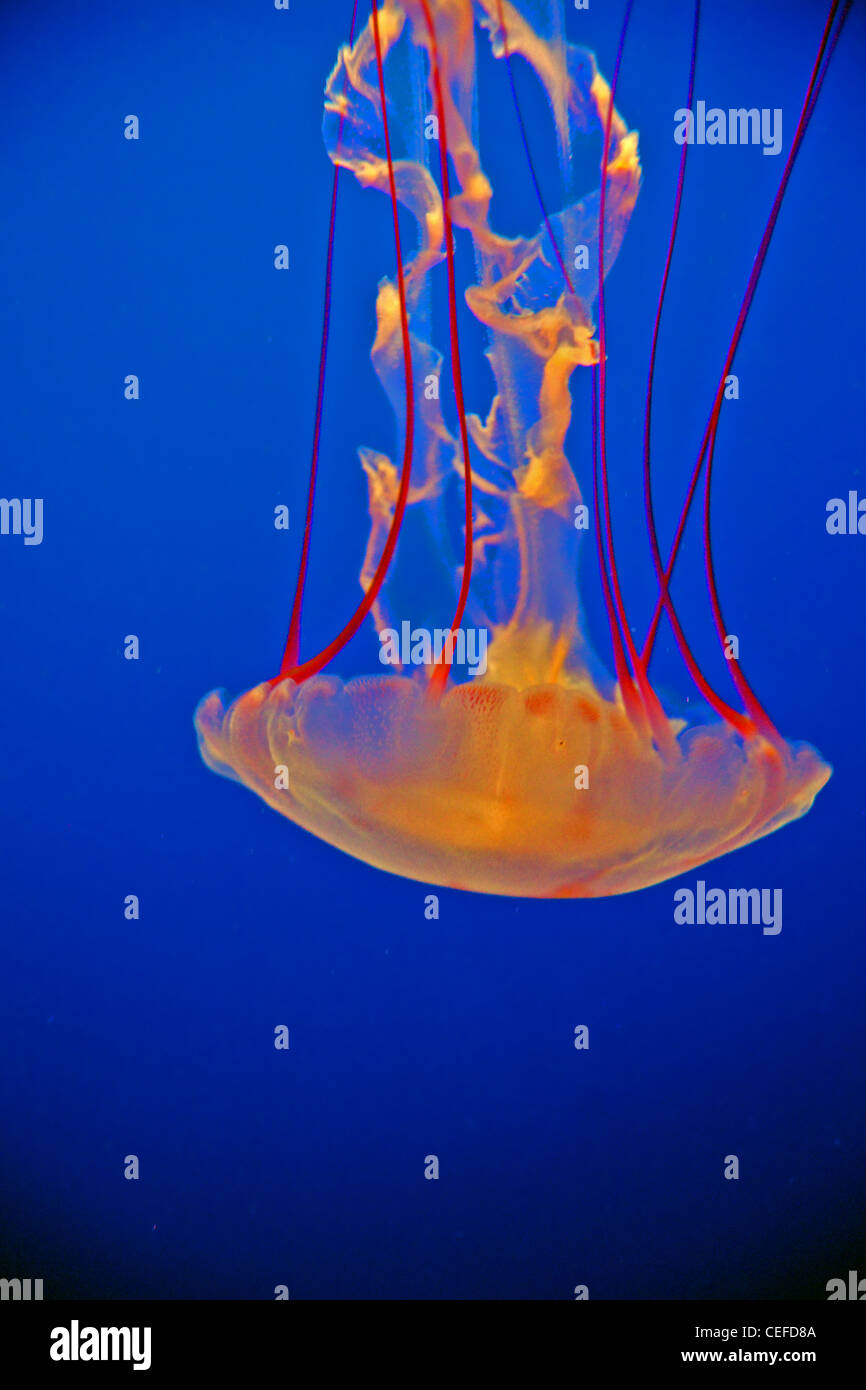 Jellyfish, Monterey Bay Aquarium, California Stock Photo