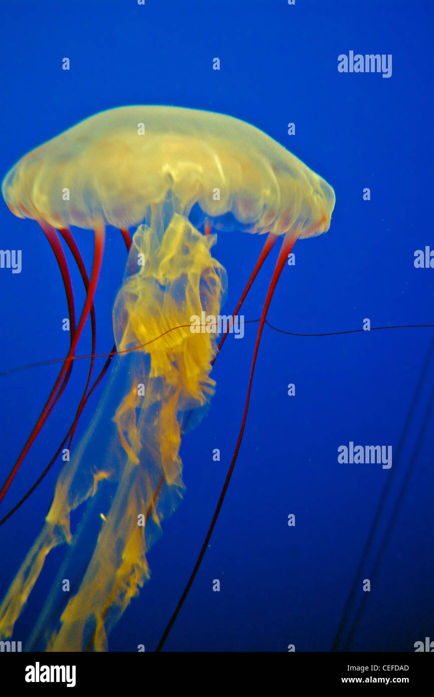 Jellyfish, Monterey Bay Aquarium, California Stock Photo