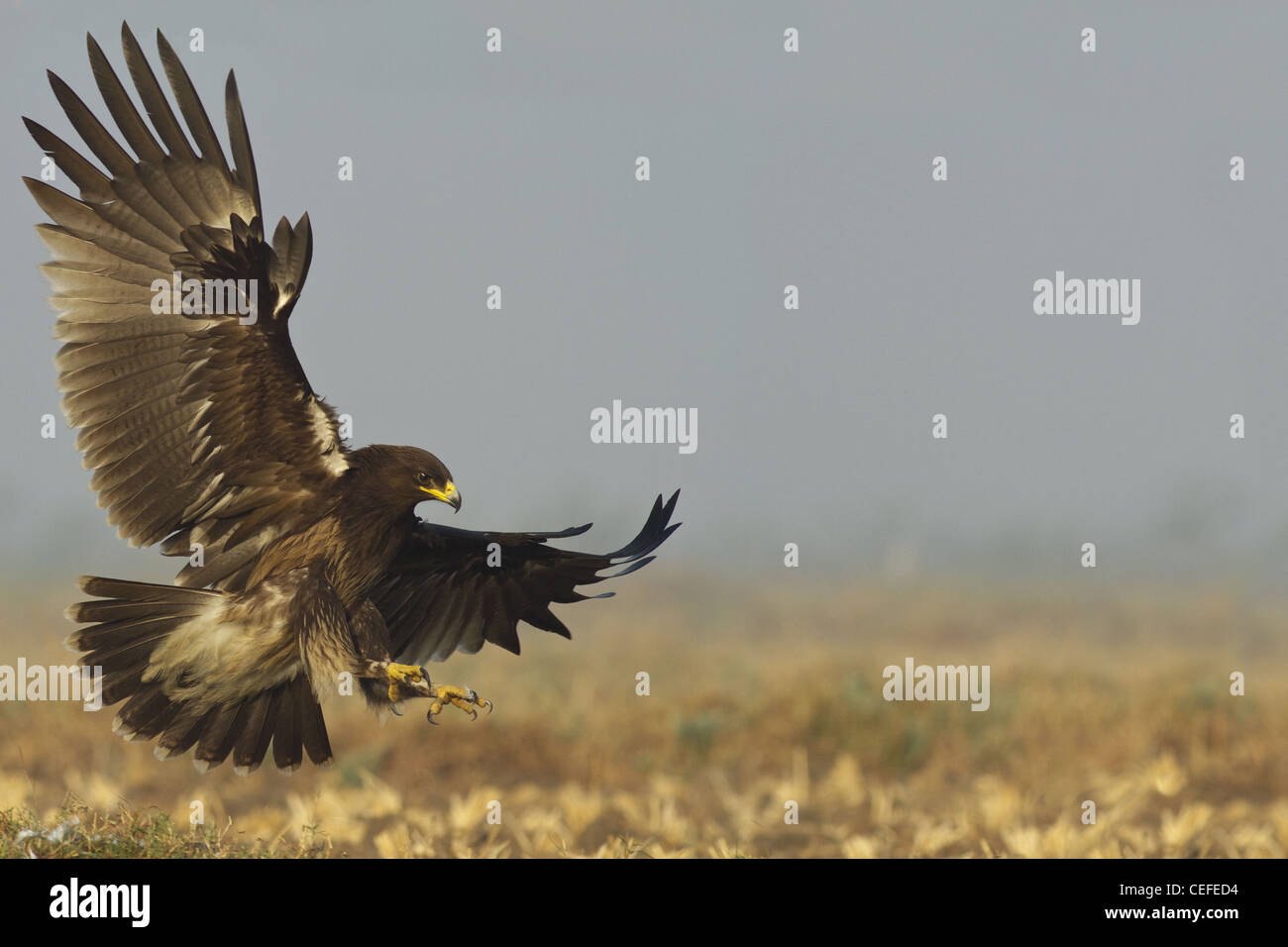 Greater Spotted Eagle Landing Stock Photo