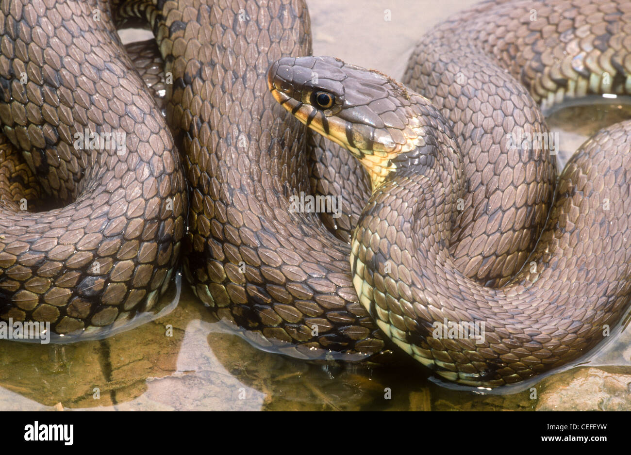 Grass Snake, Natrix natrix helvetica, Leicestershire, UK Stock Photo