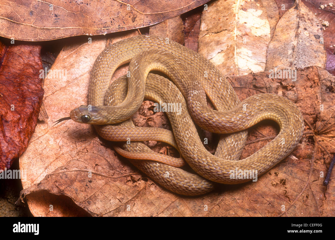 West African Egg eating snake, Dasypeltis fasciata Stock Photo