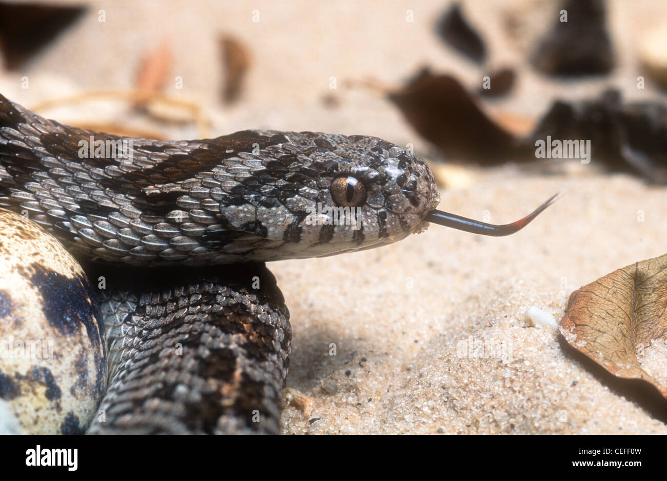 Common or rhombic egg-eating snake, Dasypeltis scabra, South Africa Stock Photo