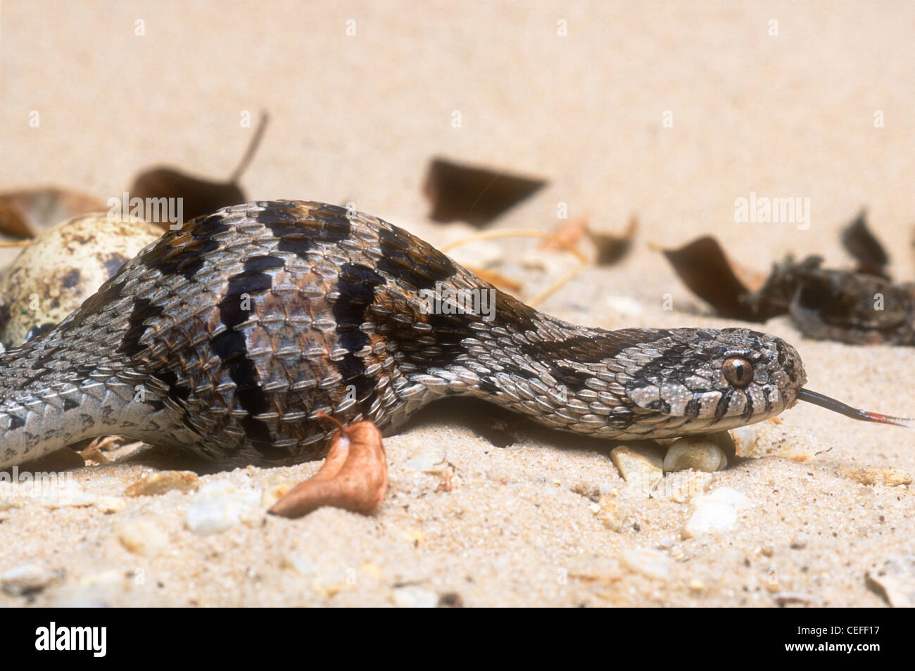 Common or rhombic egg-eating snake, Dasypeltis scabra, swallowing an egg, South Africa Stock Photo