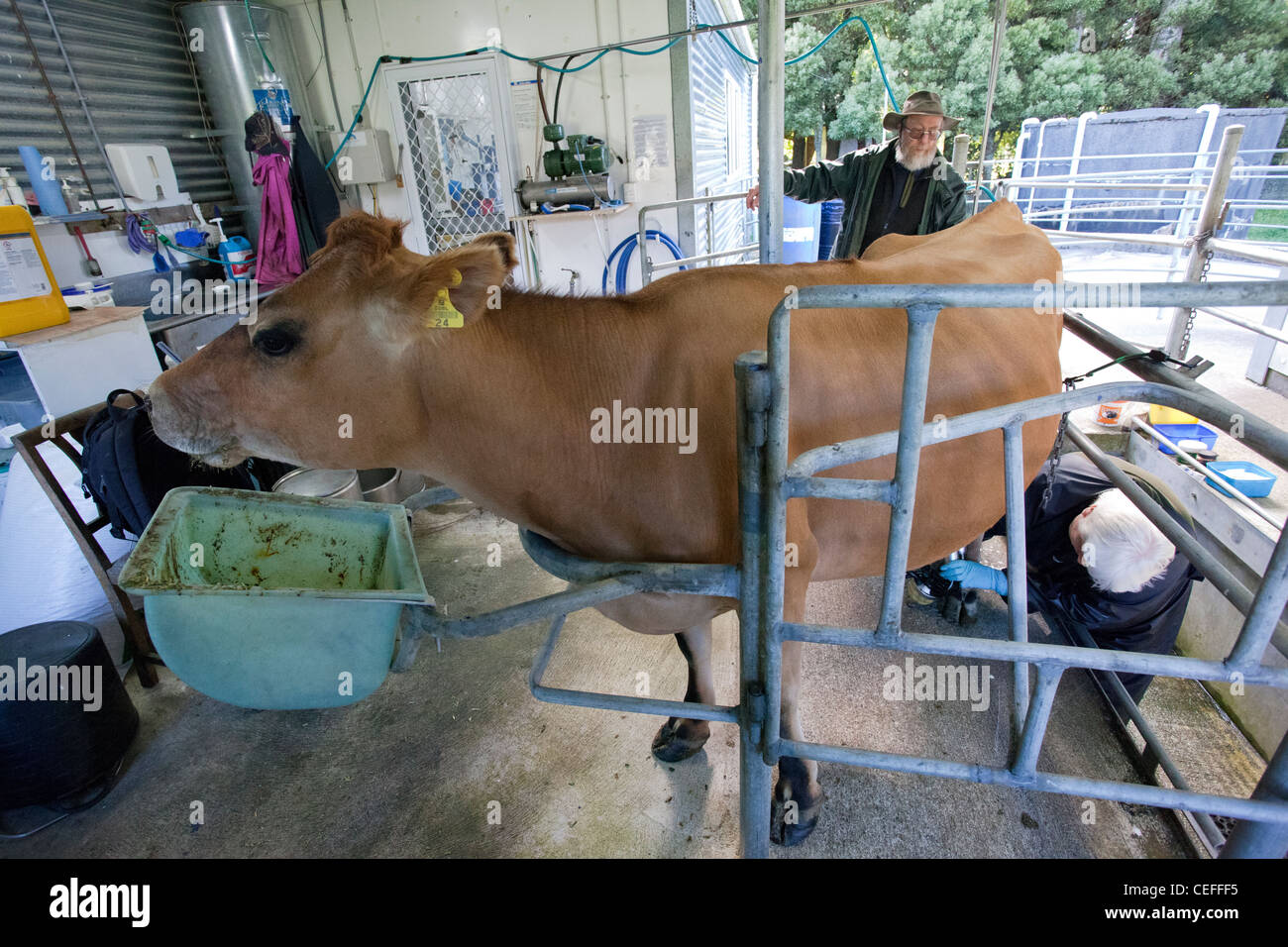 New Zealand jersey cow in barn stall Stock Photo Alamy