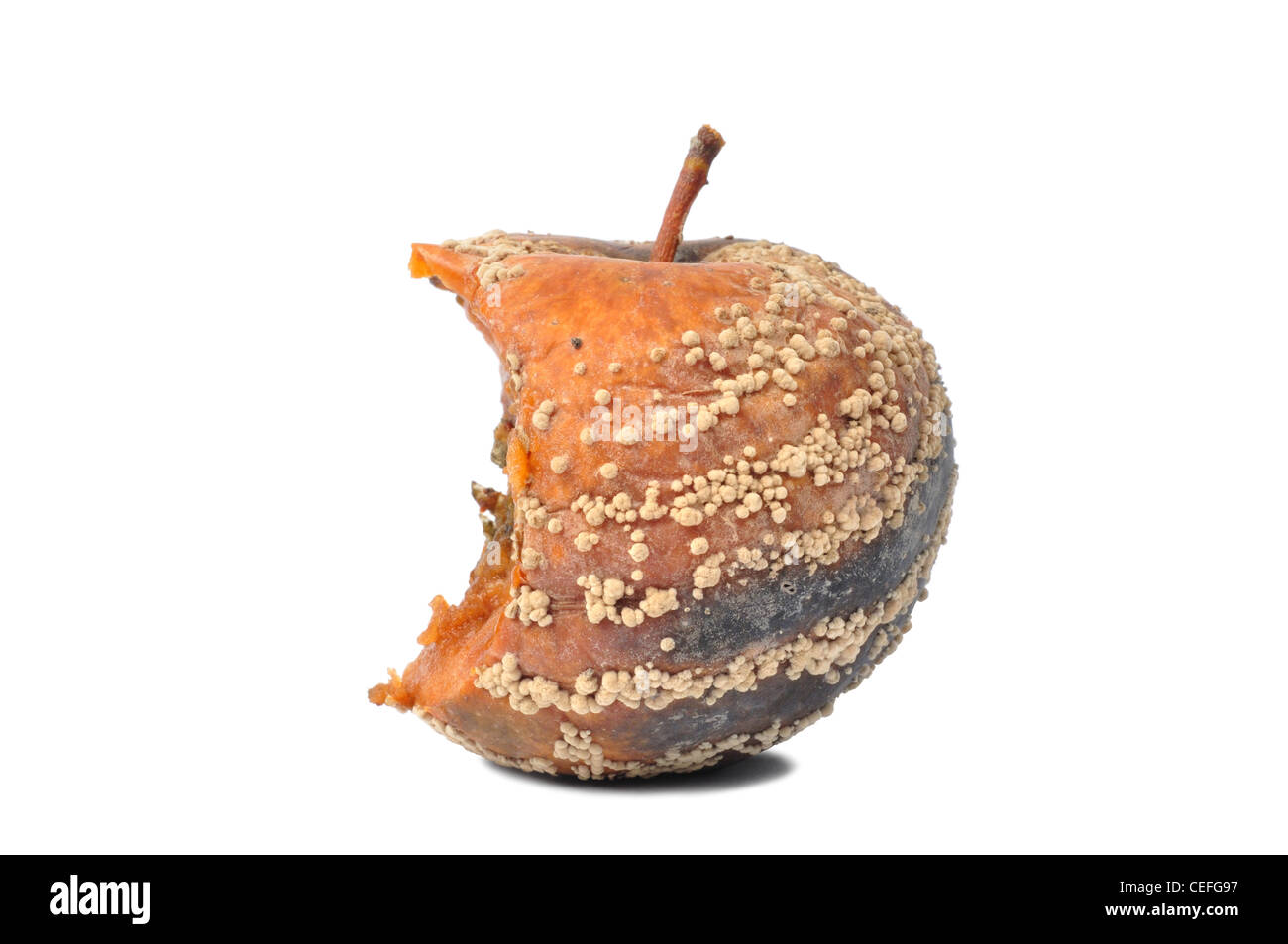 Rotten Apple Stock Photo Alamy