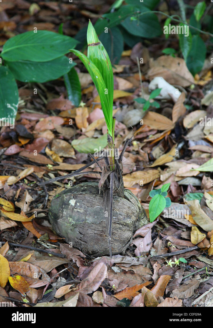 A coconut the seed or nut of the coconut palm, (Cocos nucifera) sprouting a new shoot Stock Photo