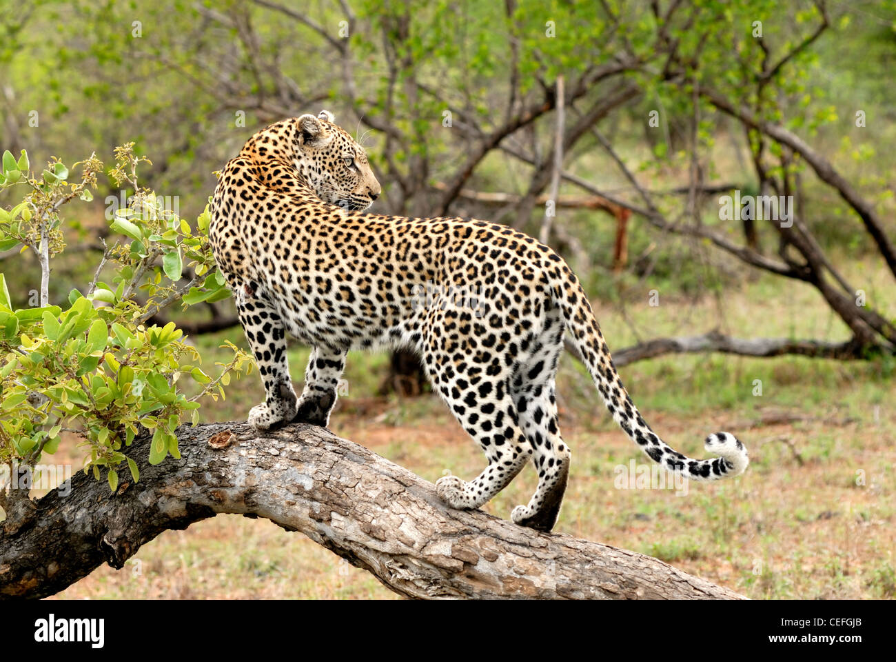 African Leopard Stock Photo