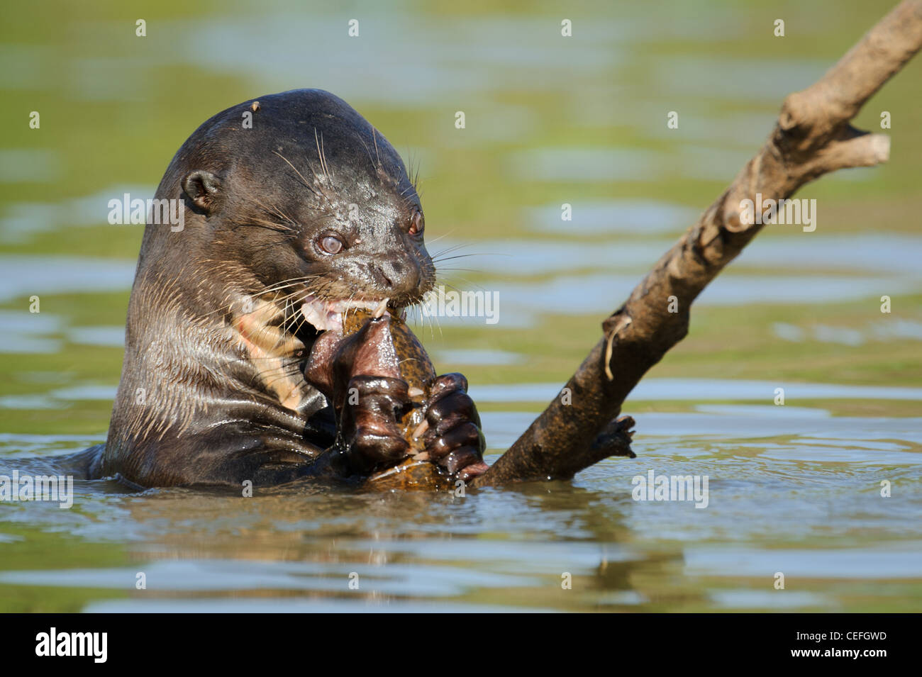 A wild Giant River Otter feeding on fish Stock Photo - Alamy