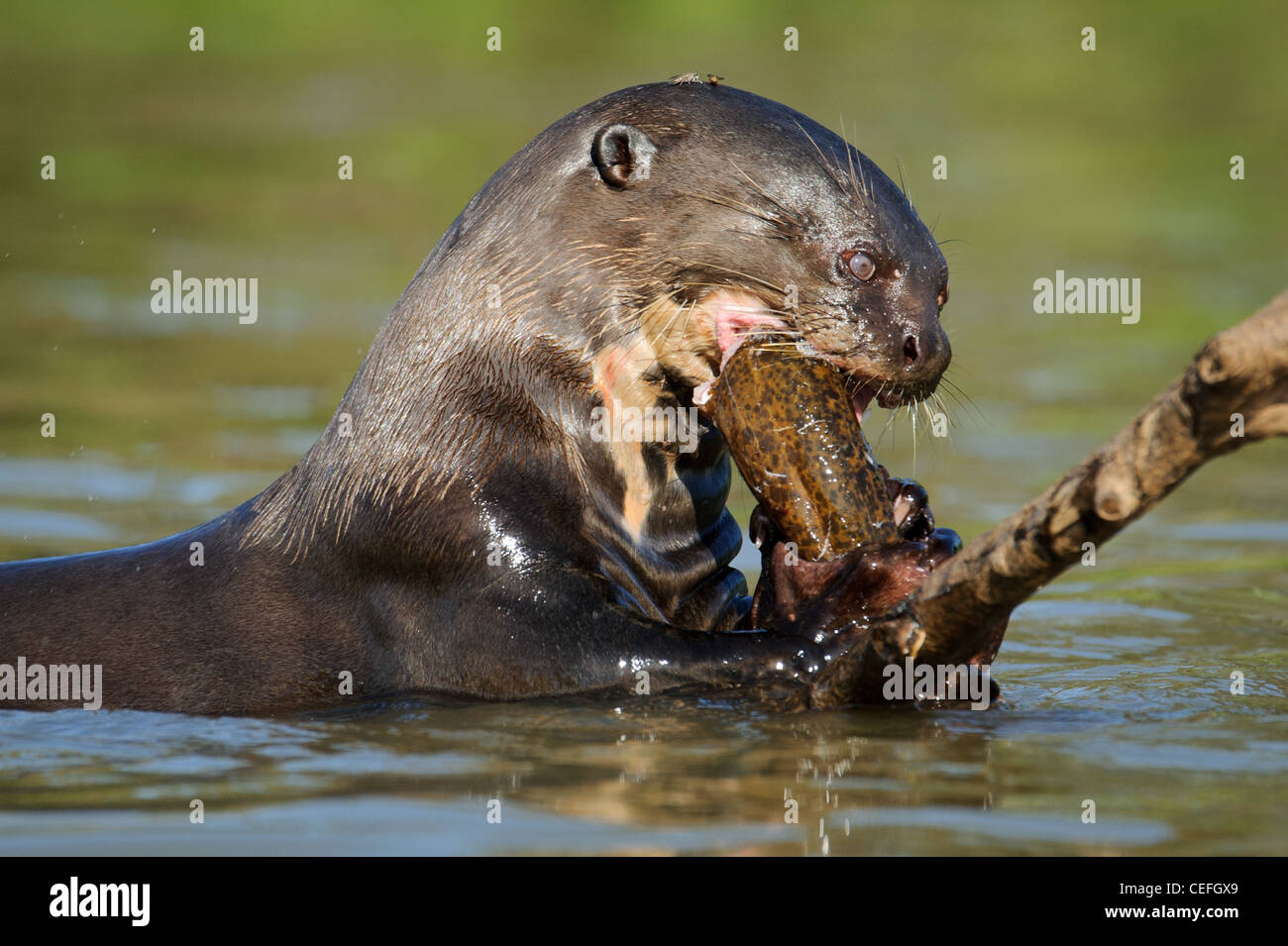 A wild Giant River Otter feeding on fish Stock Photo