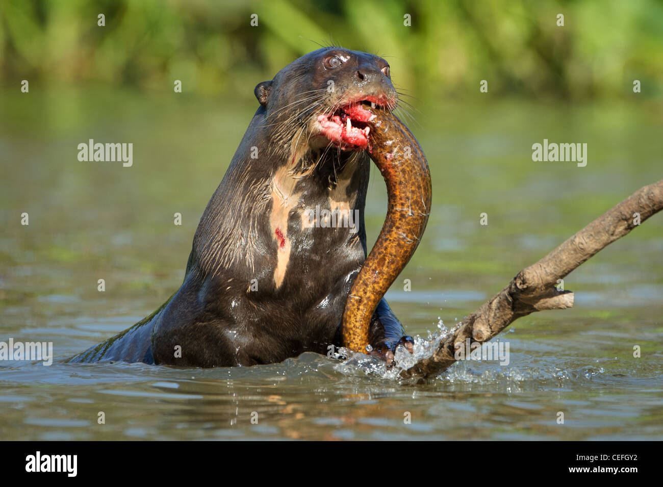 A wild Giant River Otter feeding on fish Stock Photo