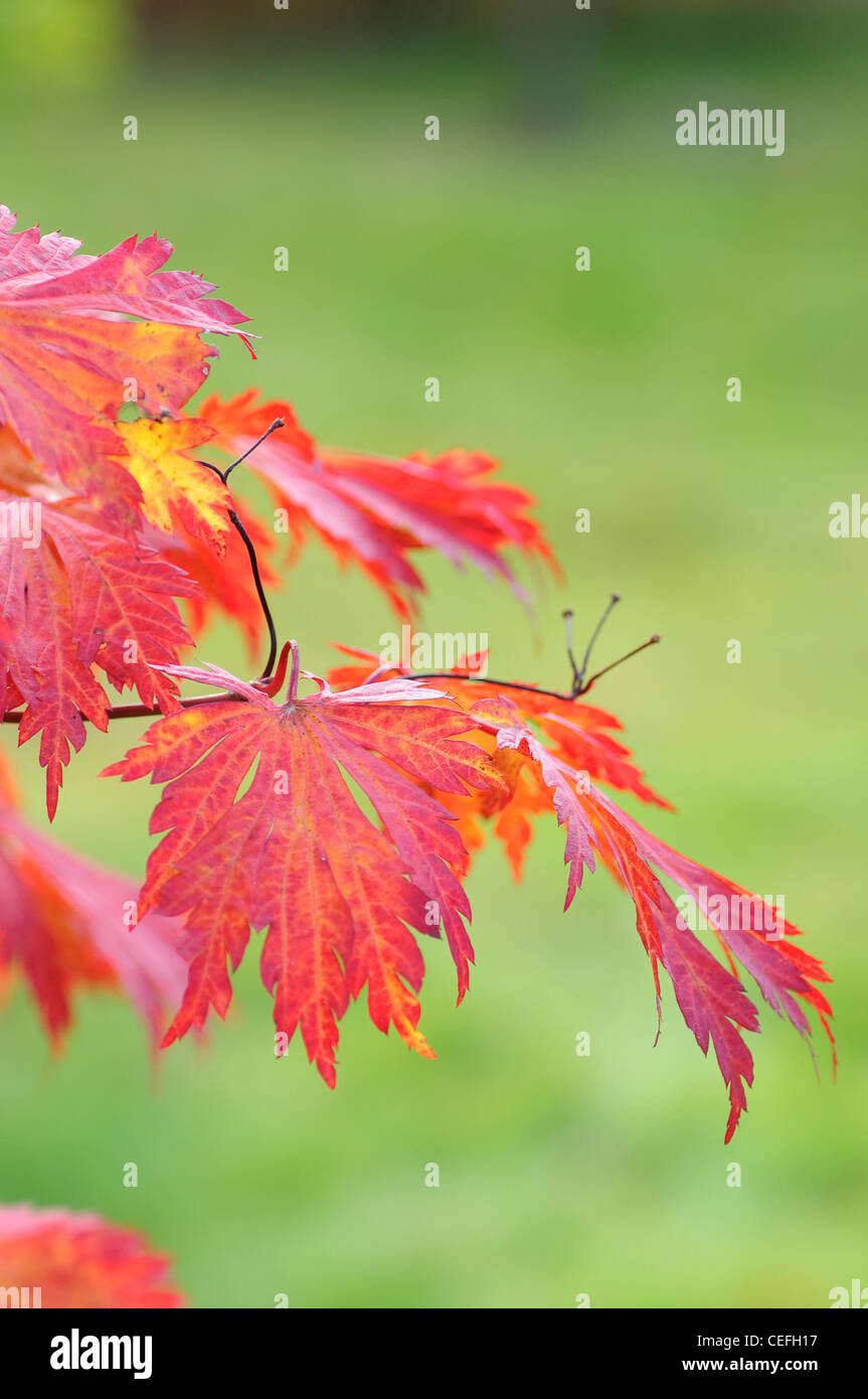 Acer palmatum japanese maple hi-res stock photography and images - Alamy