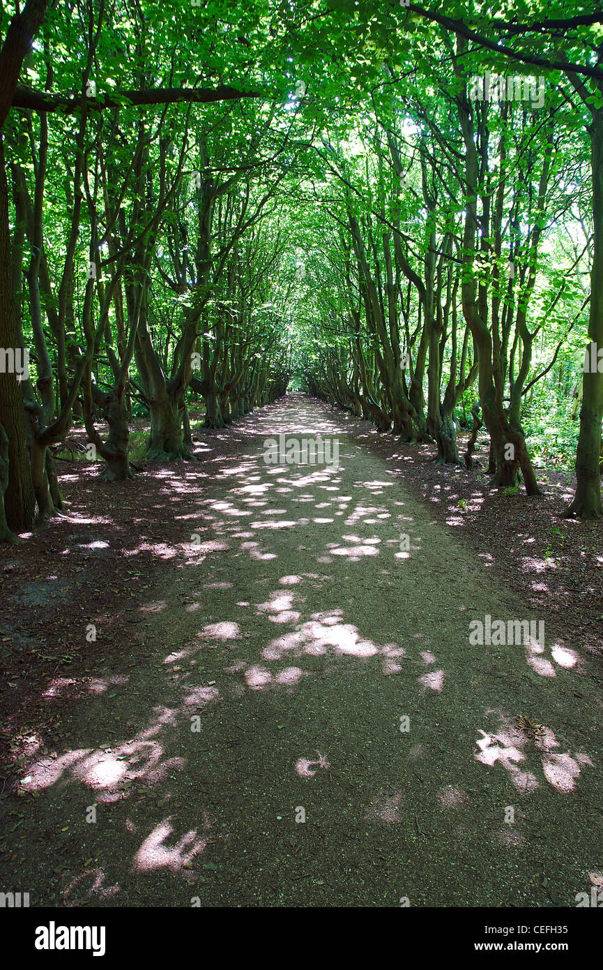 sun rays through the trees in a shady lane Stock Photo