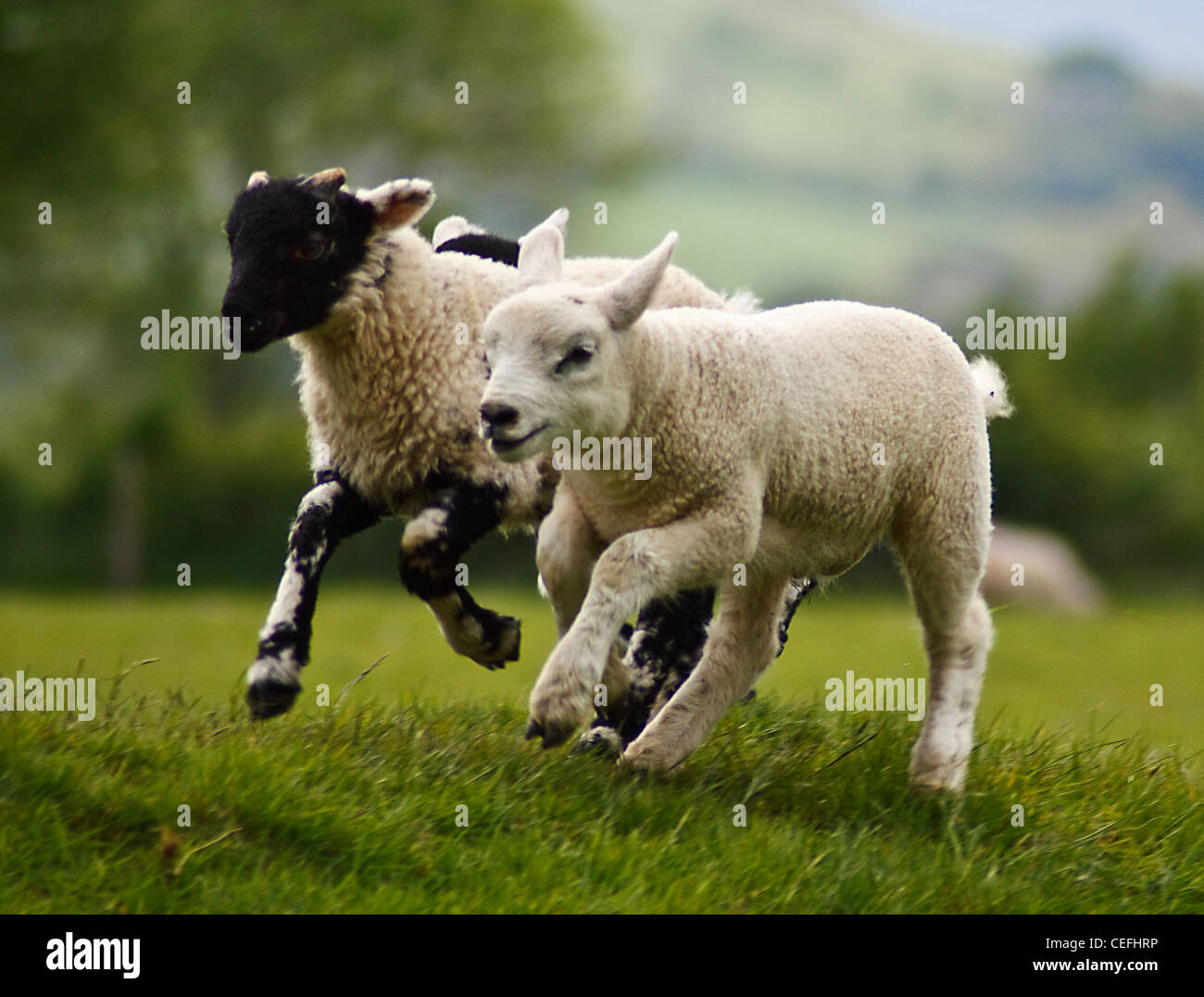 Spring Lambs having a little fun running around the fields in the [lake district National Park] Stock Photo