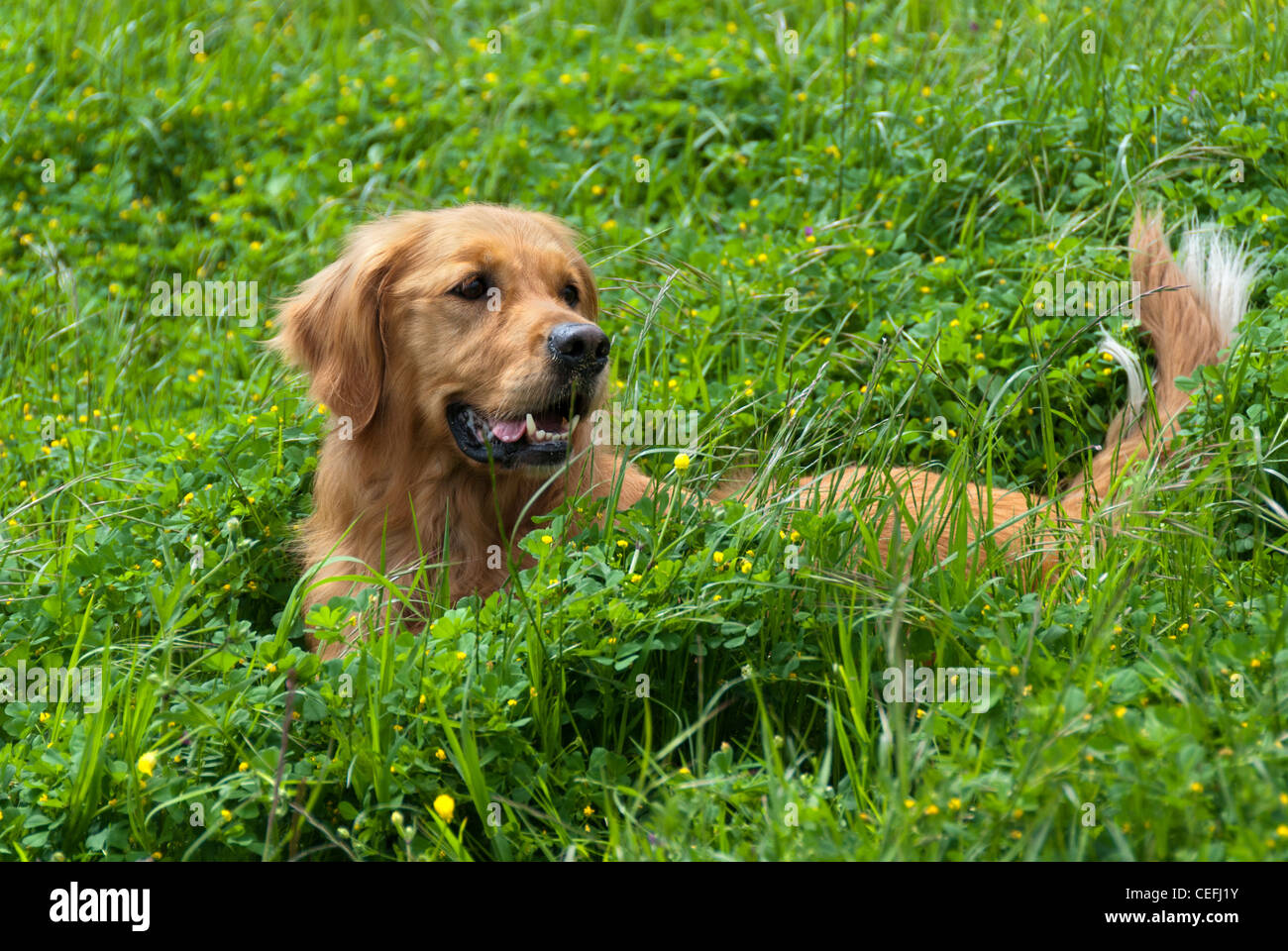 golden retriever in the grass Stock Photo - Alamy