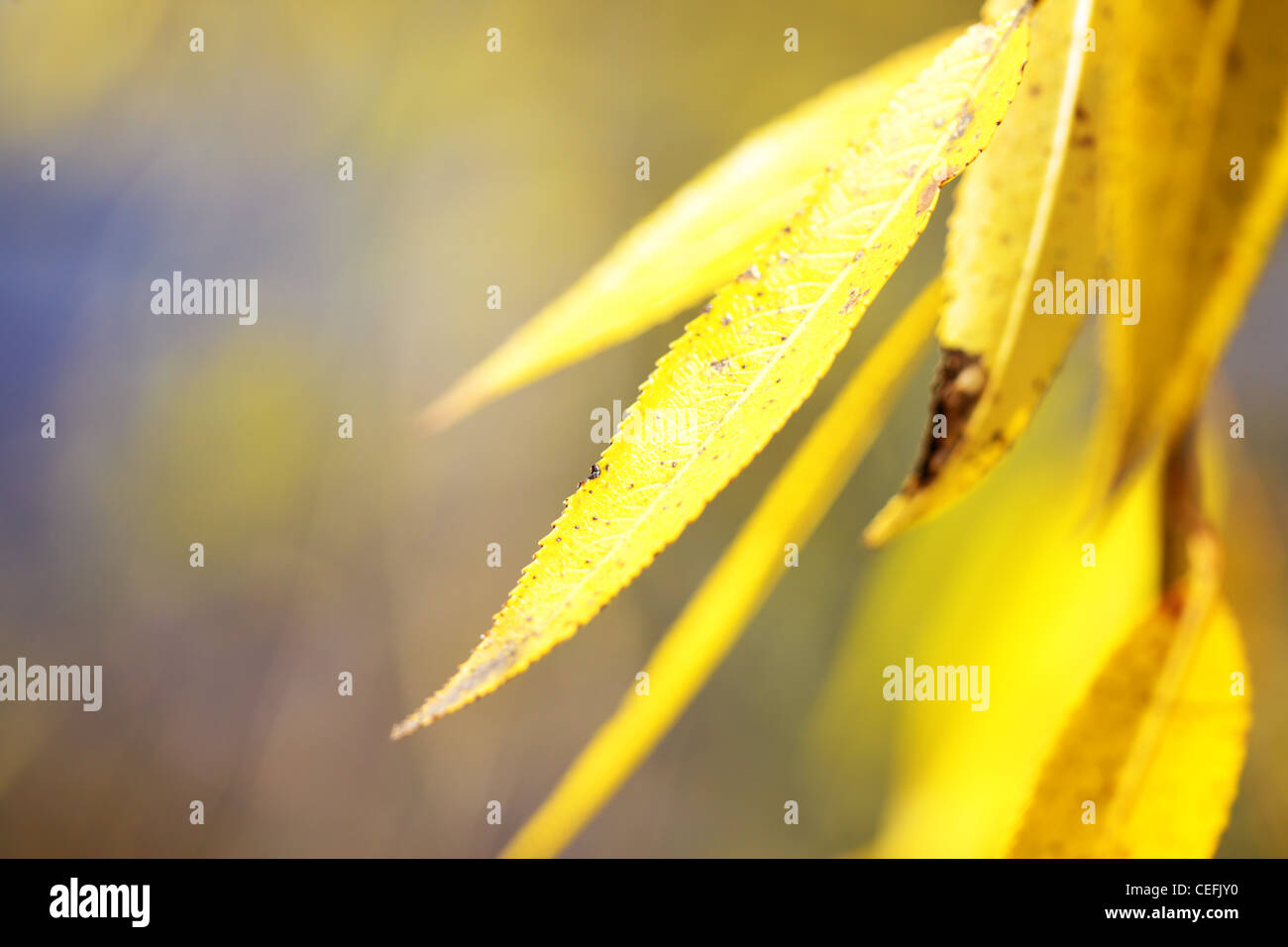 Willow leaves with hi-res stock photography and images - Alamy