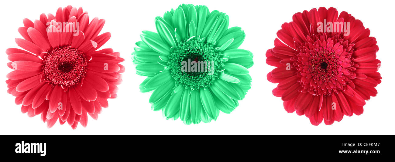 Daisy flowers isolated over white background Stock Photo - Alamy