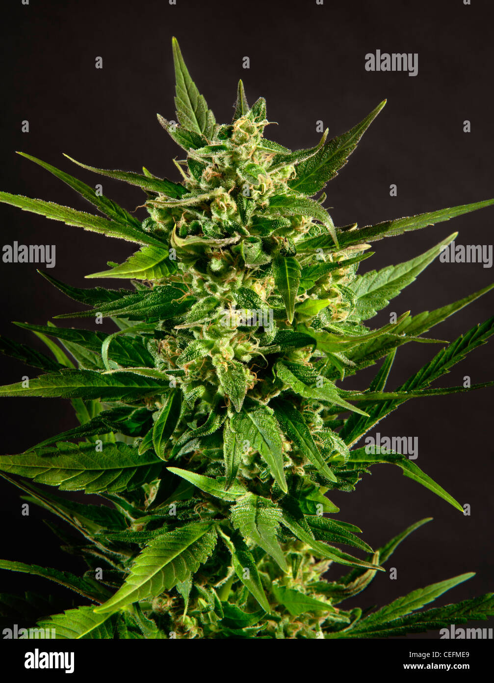 Mature, flowering, female Cannabis plant otherwise known