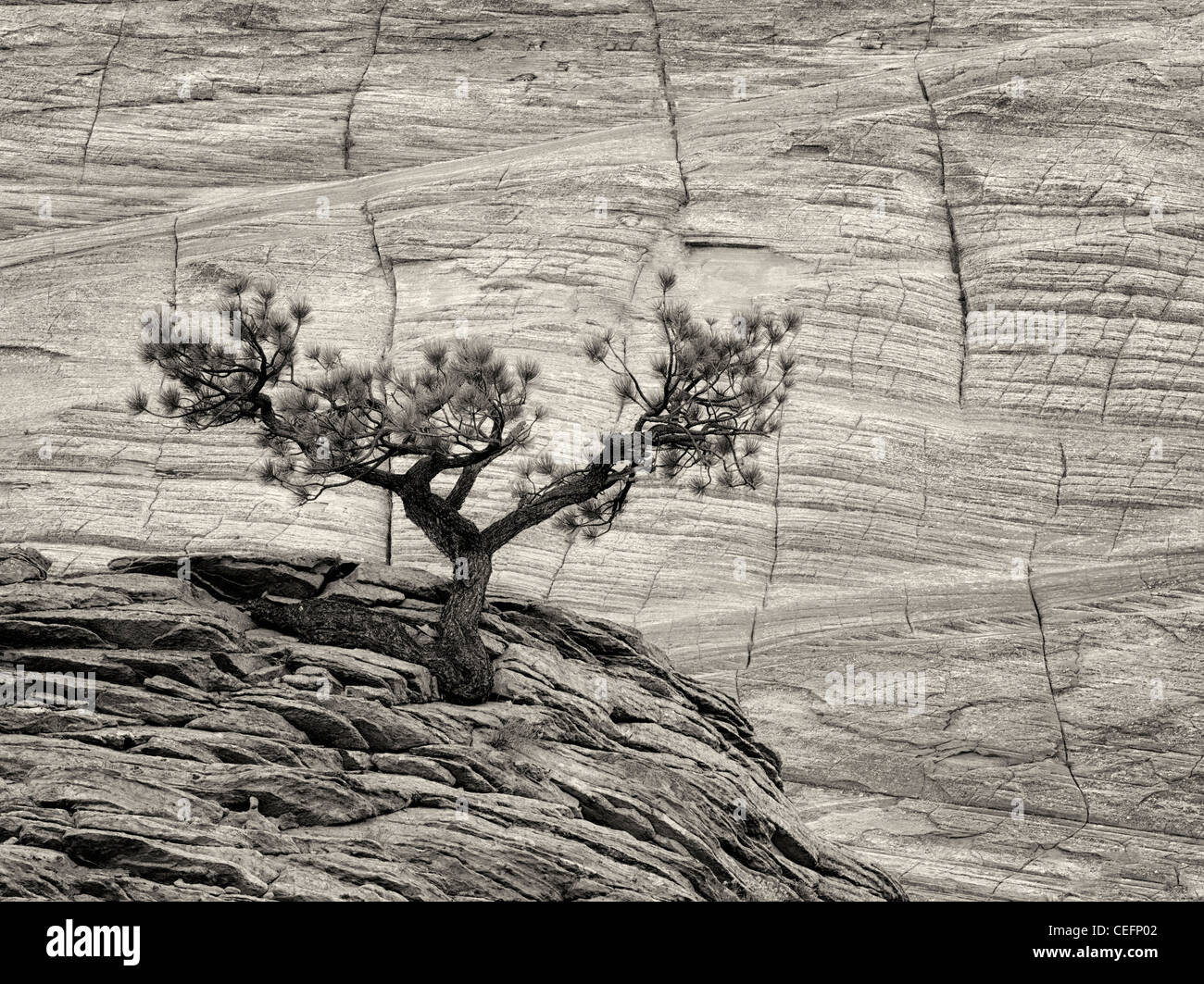 Bonsai ponderosa pine tree struggling to survive and Cherboard Mesa