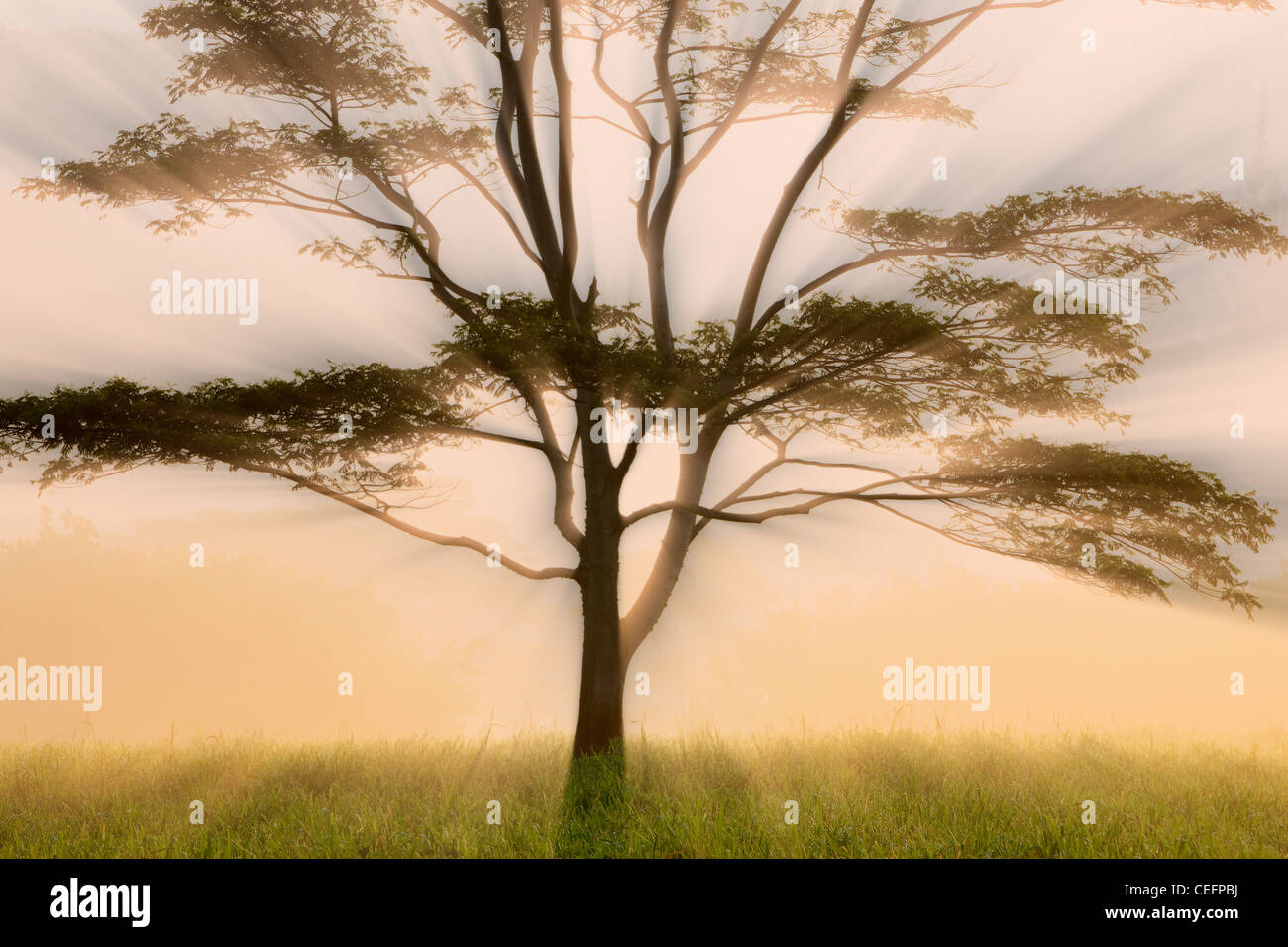 Lone tree in morning fog, Kauai, Hawaii Stock Photo