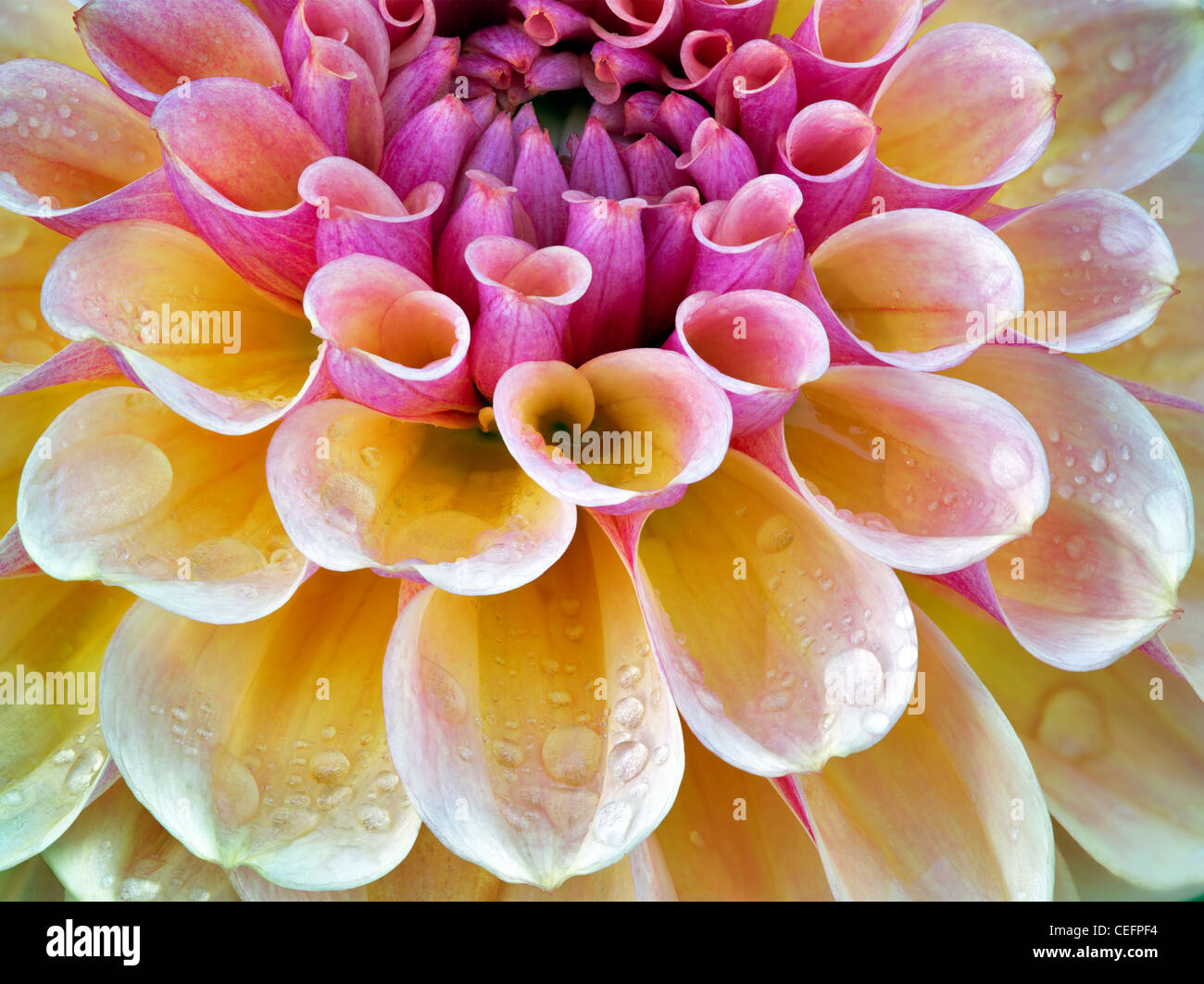 Dennis frates Stock Photos & Images from Alamy