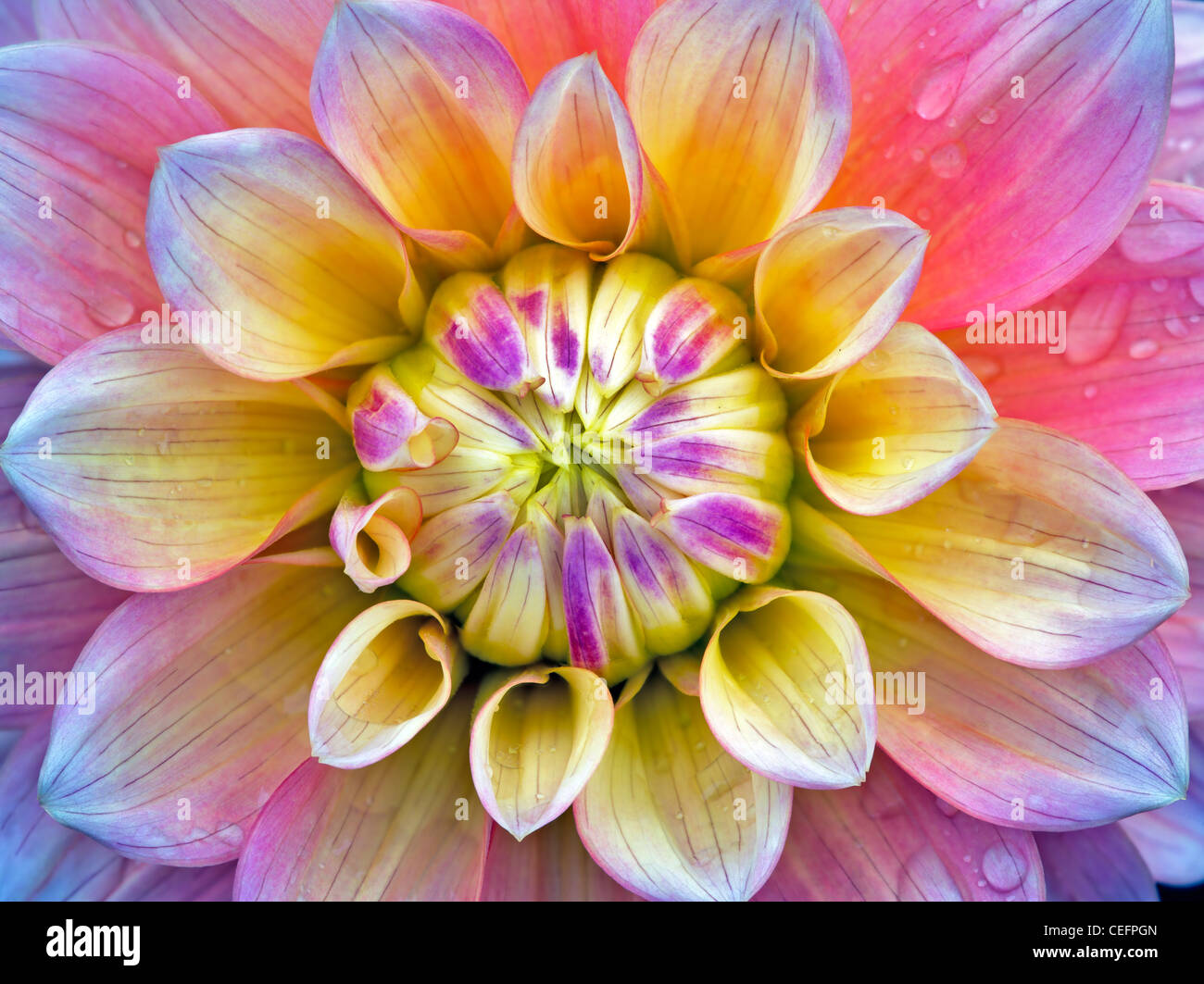 Close up of Dahlia variety Peaches and Dreams. Oregon Stock Photo Alamy