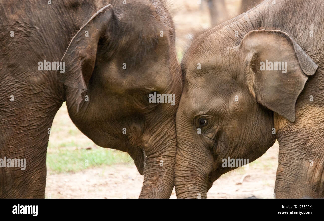Two young Indian elephants, head to head Stock Photo 43373083 Alamy