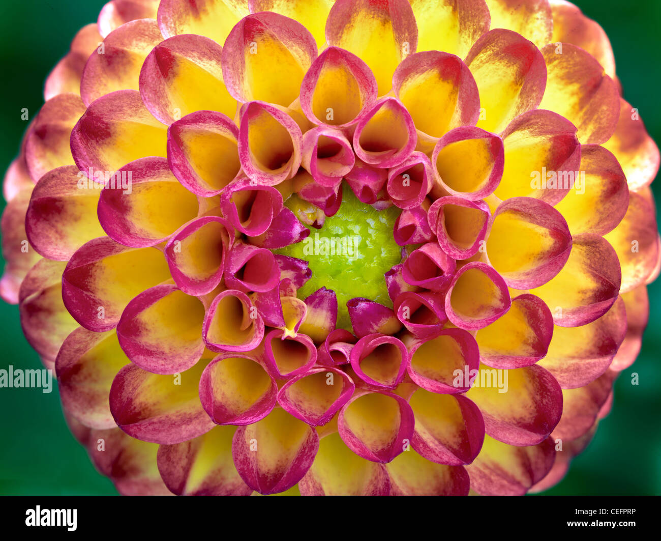 Close up of Dahlia variety Kasasagi. Oregon Stock Photo