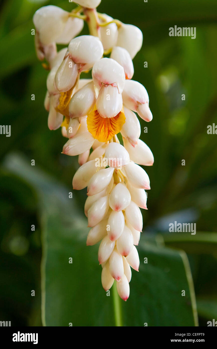 Shell Ginger flower at the McBryde Garden in Kaloa, Kauai, Hawaii. USA Stock Photo