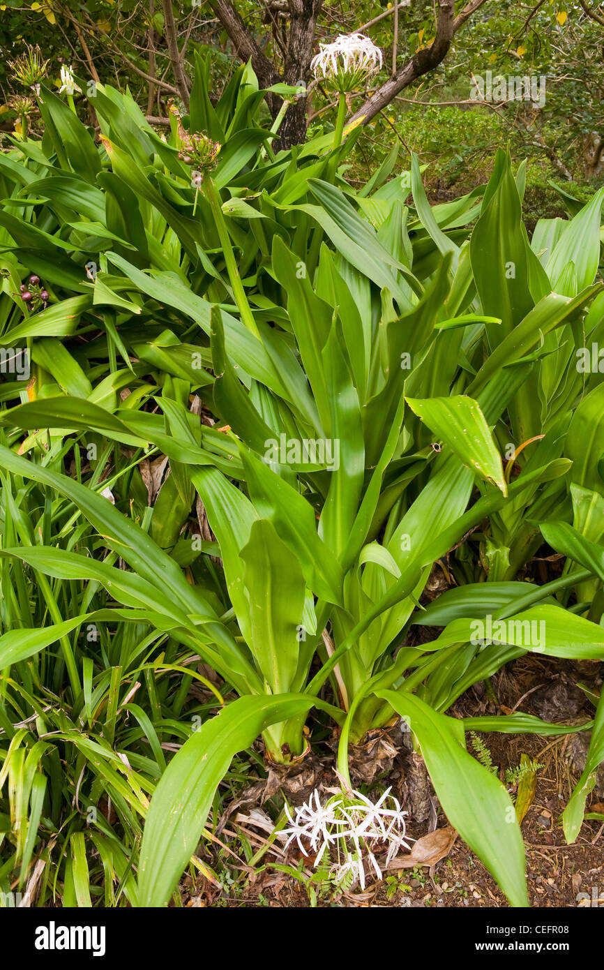 Spider Lily in bloom at the Limahuli Garden. Kauai, Hawaii. USA Stock