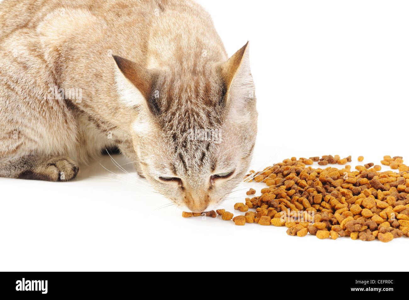 Cat eating cat food Stock Photo Alamy