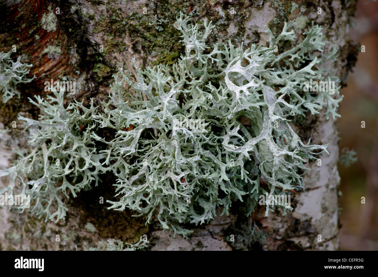 Evernia prunastri, a very common lichen found on trees this one on a birch, Newborough Forest,  Anglesey, Wales Stock Photo