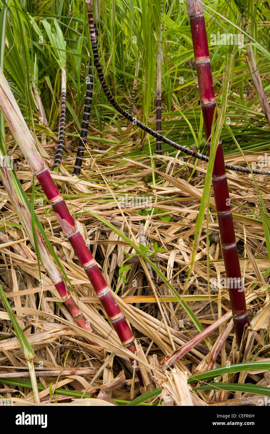 Sugar Cane (Saccharum officinarum) at the Limahuli Garden in Kauai, Hawaii. USA Stock Photo