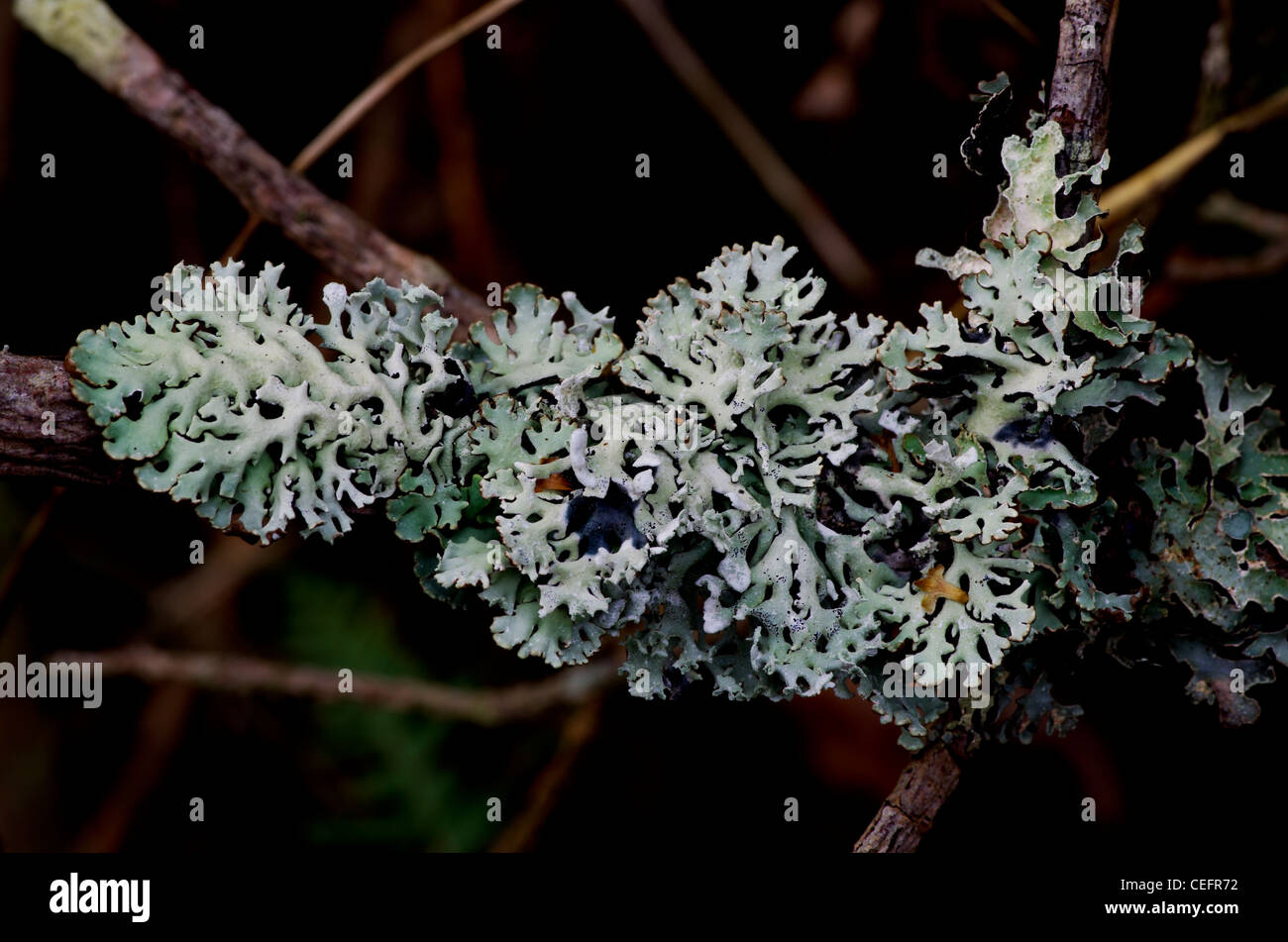 Hypogymnia physodes a very common lichen mainly on trees but also on rocks and posts. Stock Photo