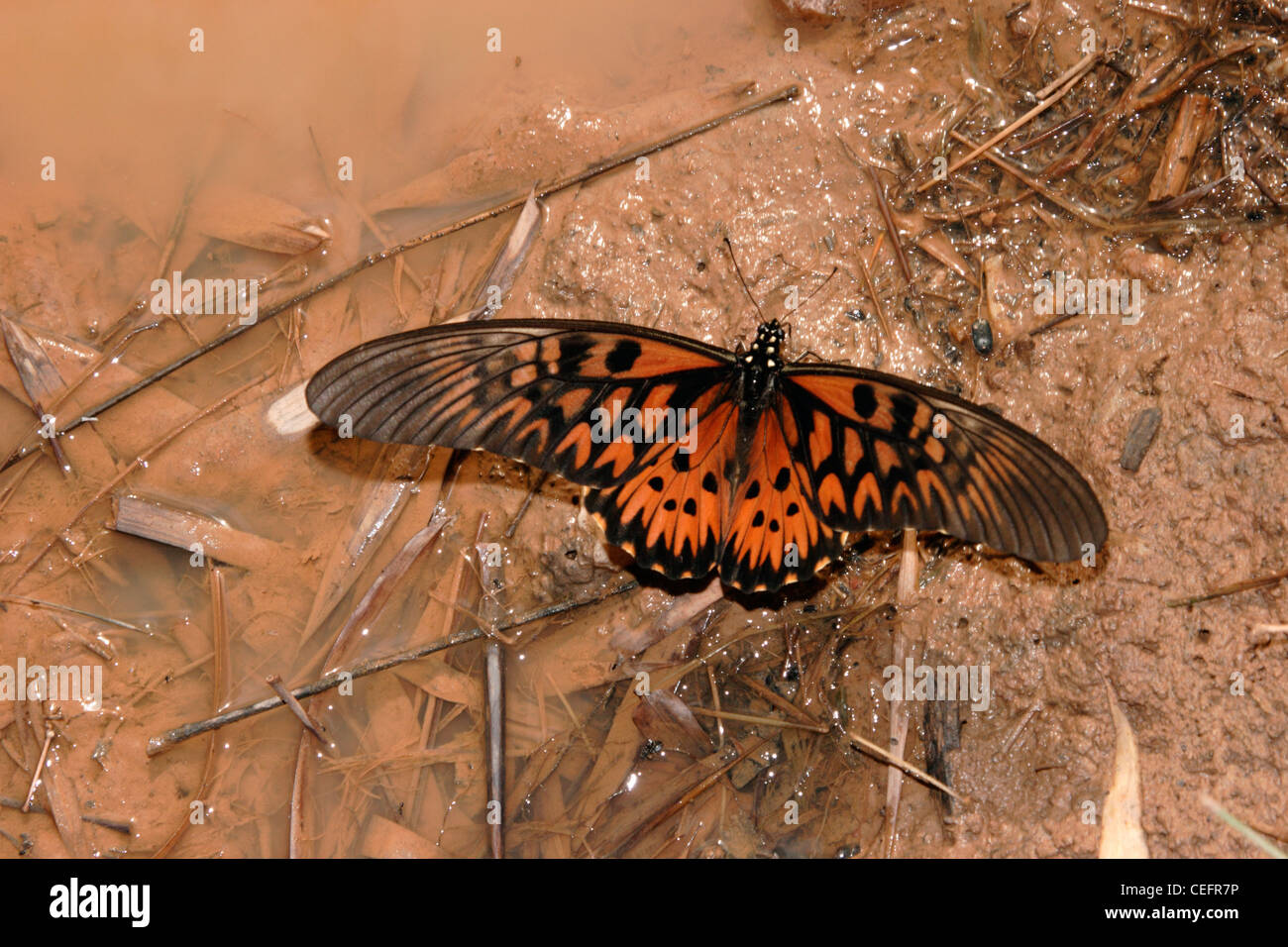 African giant swallowtail butterfly (Papilio antimachus: Papilionidae) male flapping wings and puddling in rainforest, Ghana. Stock Photo