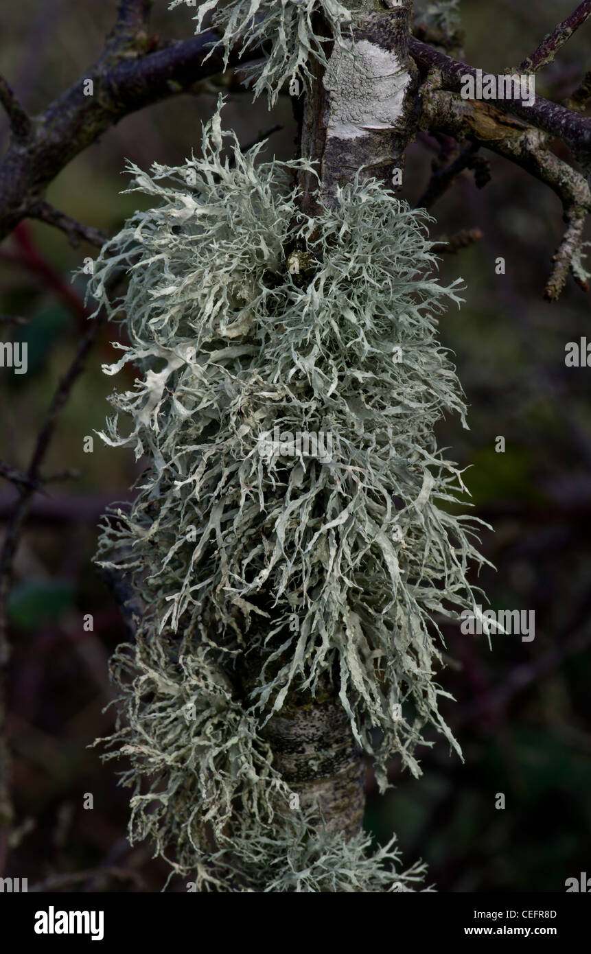 Ramalina farinacea. A common lichen of trees and shrubs Stock Photo