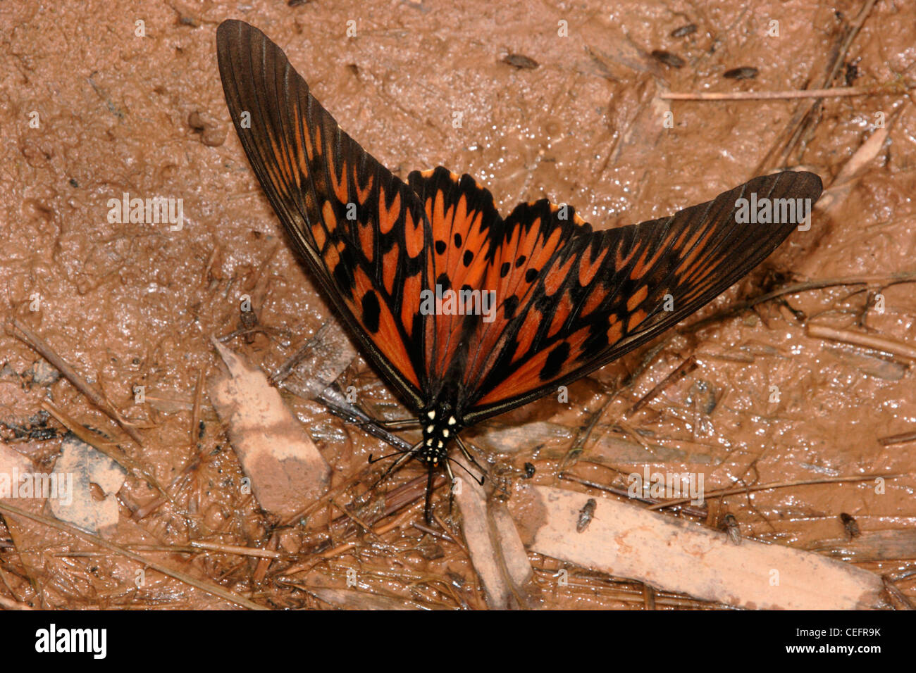 African giant swallowtail butterfly (Papilio antimachus: Papilionidae) male puddling in rainforest, Ghana. Stock Photo