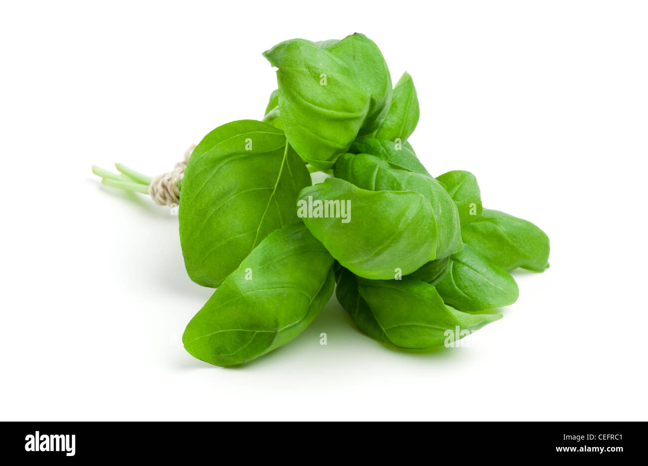 a bundle of basil leaves on white background Stock Photo - Alamy