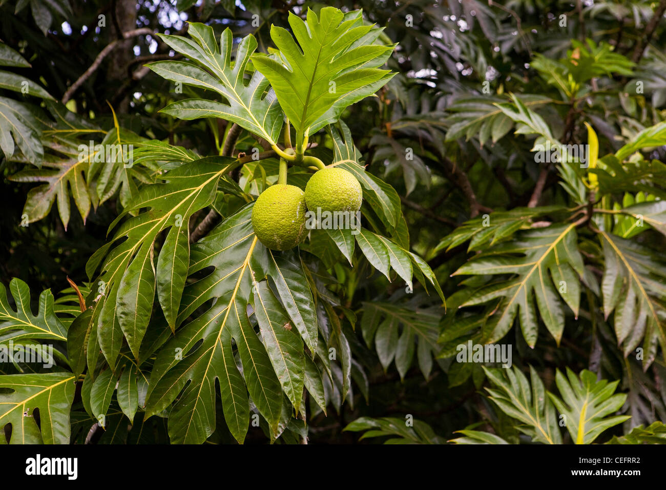 Ulu Or Breadfruit Artocarpus Altilis Growing At The Mcbryde
