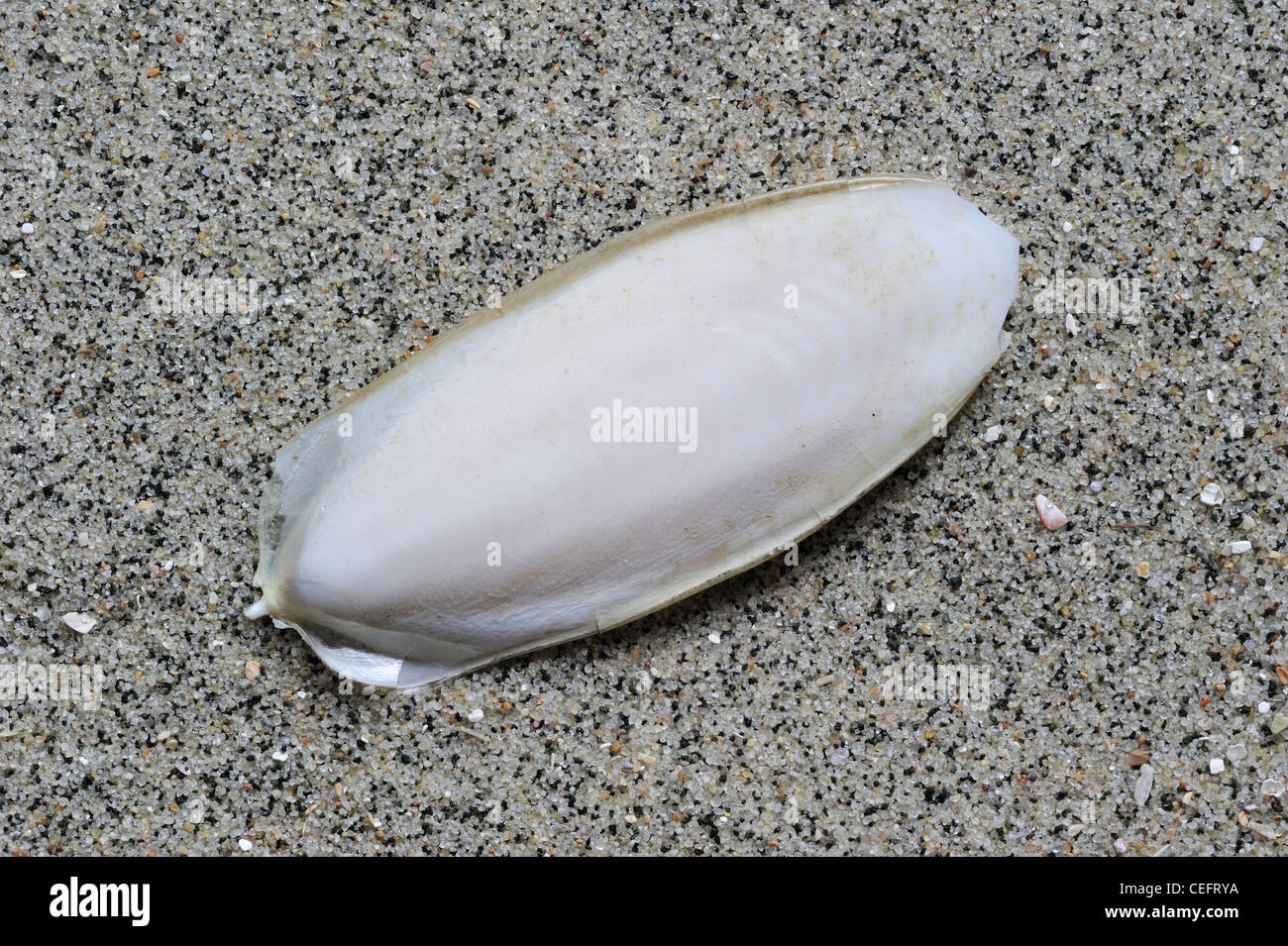 Cuttlebone, the internal shell of the European Common Cuttlefish (Sepia officinalis) on beach, France Stock Photo