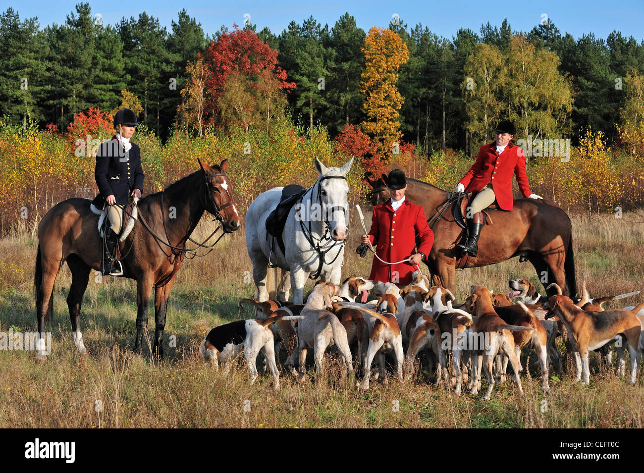 Hunters in red coats on horseback with pack of hounds during drag