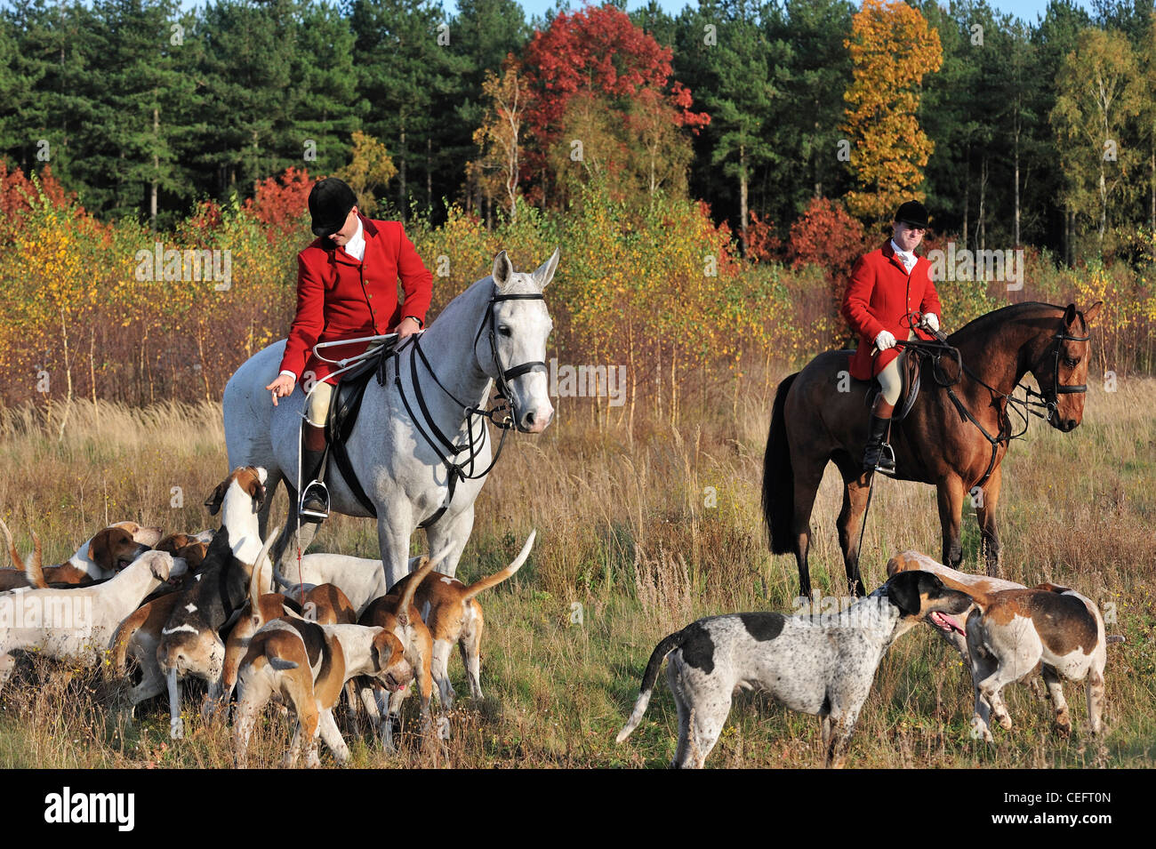 Hunters in red coats on horseback with pack of hounds during drag