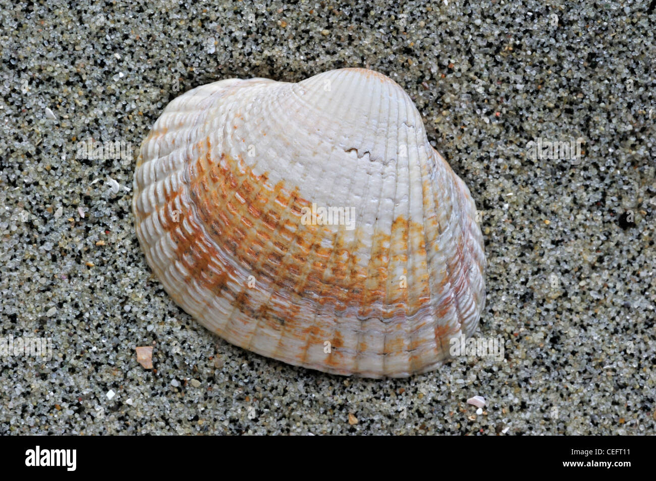 Common / Edible cockle (Cerastoderma edule / Cardium edule) shell on beach, Belgium Stock Photo