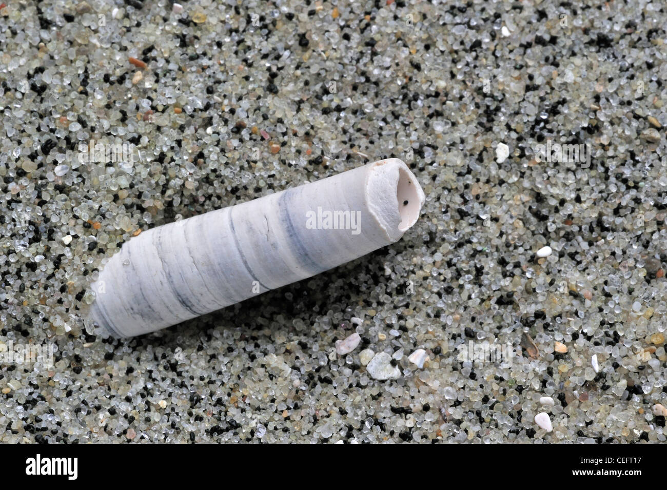 Elephant tooth shell / Elephant tusk shell (Dentalium entalis) in sand on beach Stock Photo