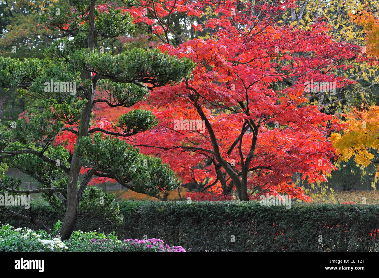 Evergreen tree and Smooth Japanese maples (Acer palmatum) showing Stock